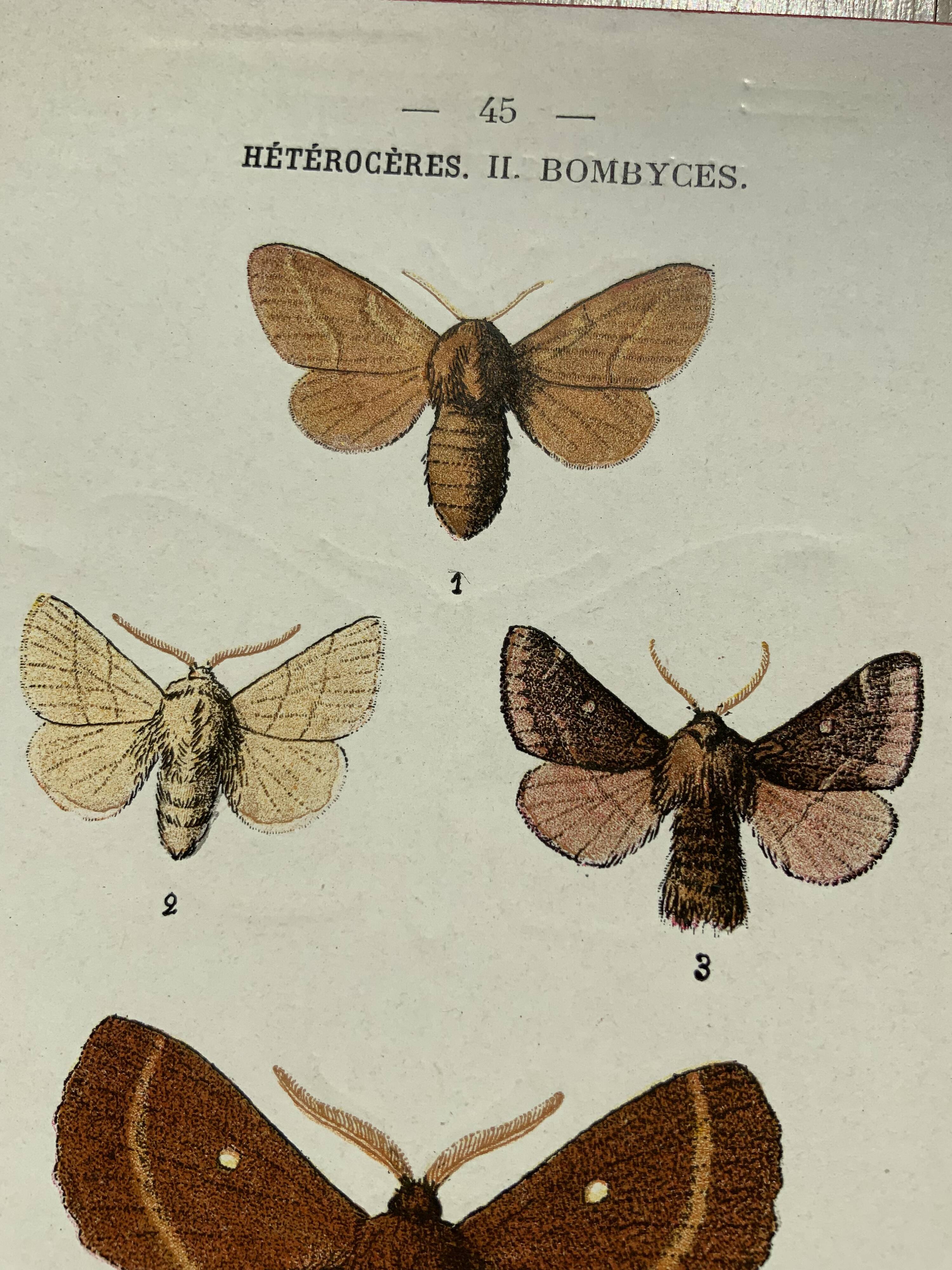 Vintage botanical plate antique butterfly engraving 1903 double-sided G. Denise