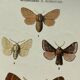 Vintage botanical plate antique butterfly engraving 1903 double-sided G. Denise