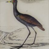 Original ornithological plate " Marouette - Caurale - &c... Buffon (1837)