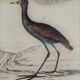 Original ornithological plate " Marouette - Caurale - &c... Buffon (1837)
