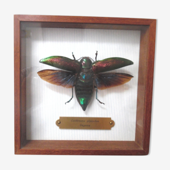 Entomology insect box euchroma gigantea