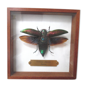 Entomologie insecte euchroma gigantea encadré