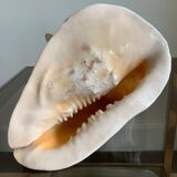 Shell horned helmet 23 cm