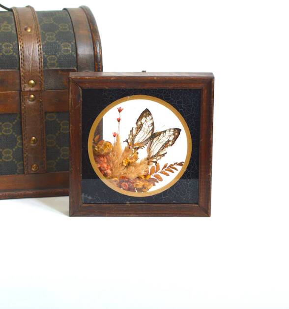 Cadre vitrine papillon