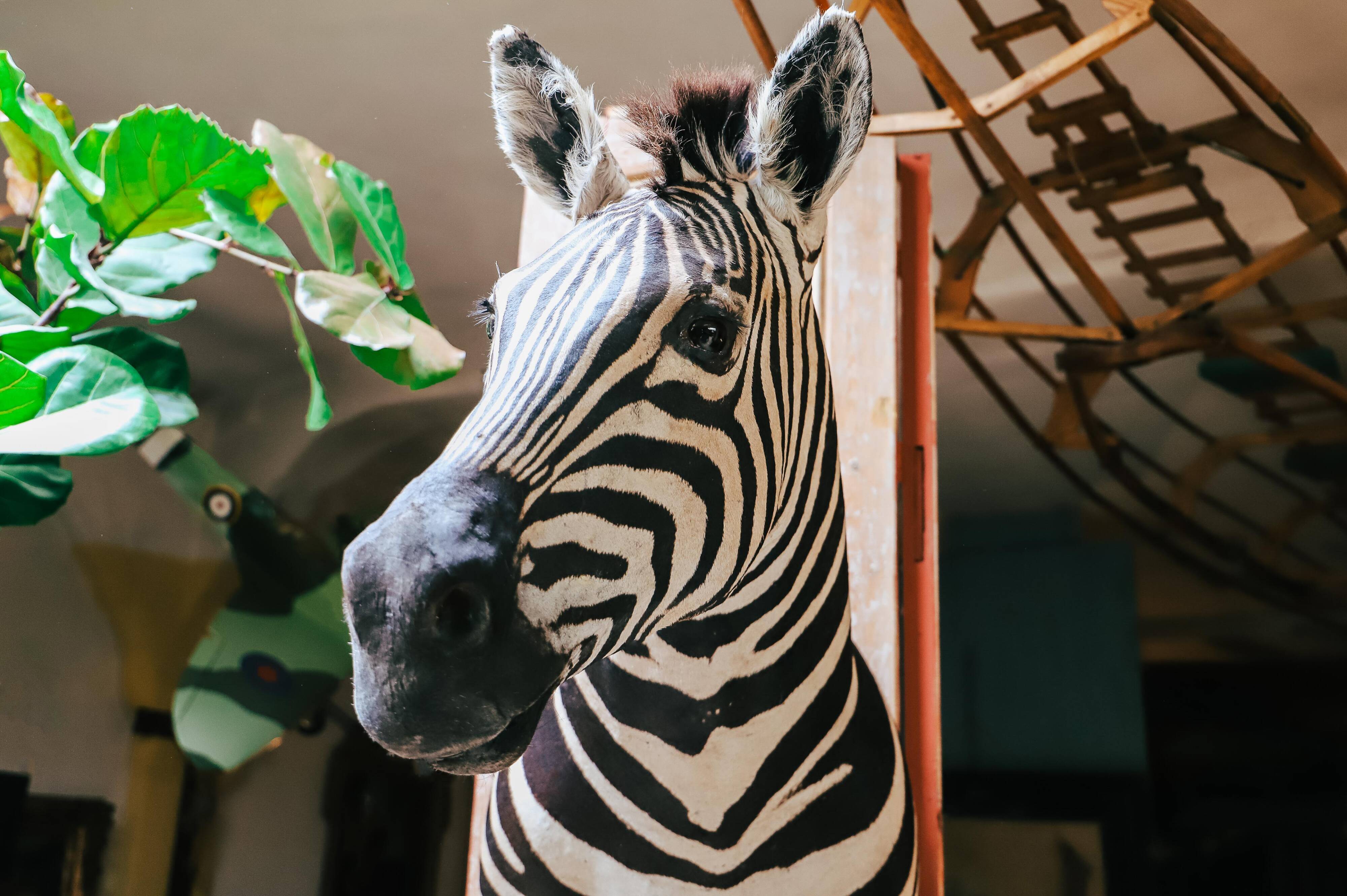 Zebra Taxidermy Set