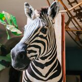 Zebra Taxidermy Set