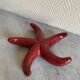ceramic starfish