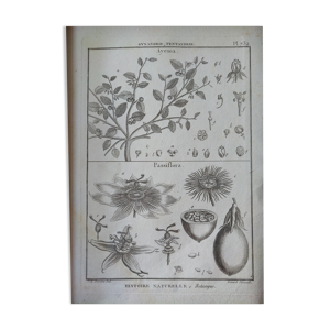 Affiche vintage ancienne botanique
