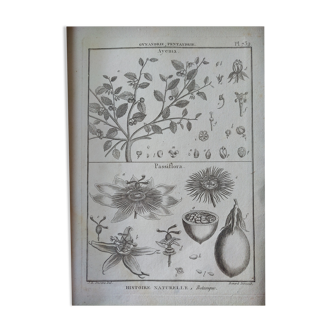 Vintage poster old botany engraving board print XVIII passionflower