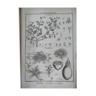 Affiche vintage ancienne botanique gravure planche estampe XVIII passiflore