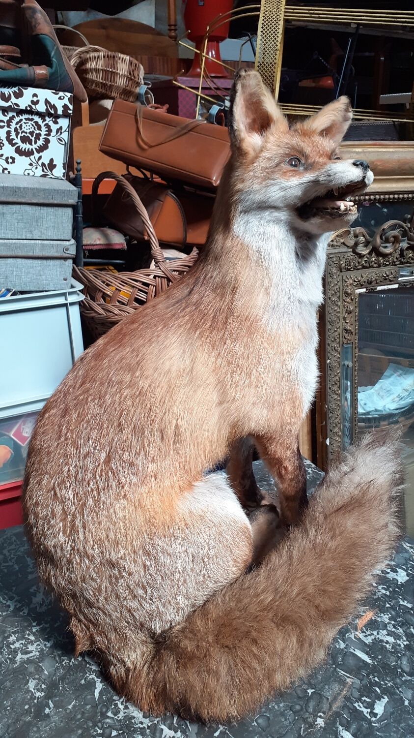 Stuffed fox and naturalized taxidermy