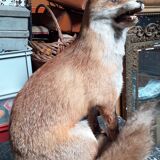 Stuffed fox and naturalized taxidermy