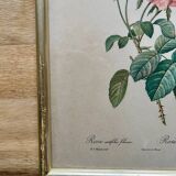 PJ Redouté pink framed lithograph