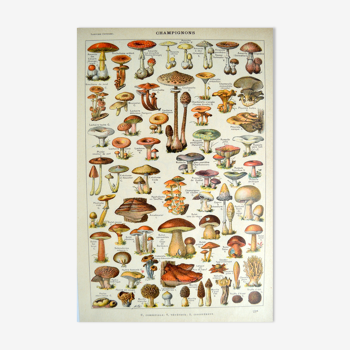 Lithographie botanique champignons