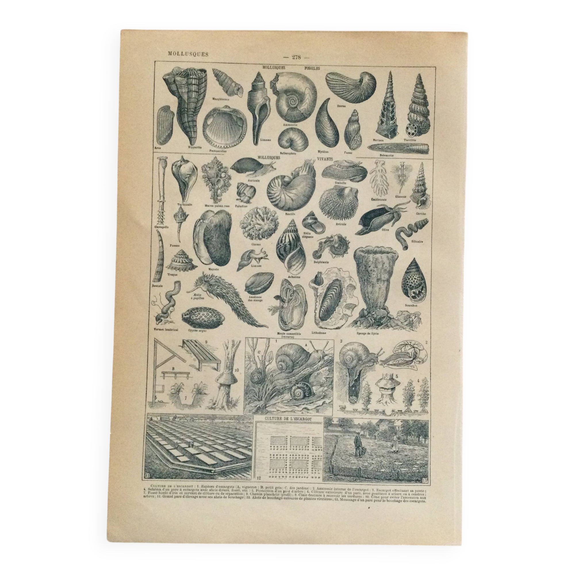 Old engraving 1897 - Molluscs Shells - botanical plate