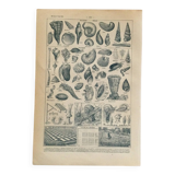 Old engraving 1897 - Molluscs Shells - botanical plate