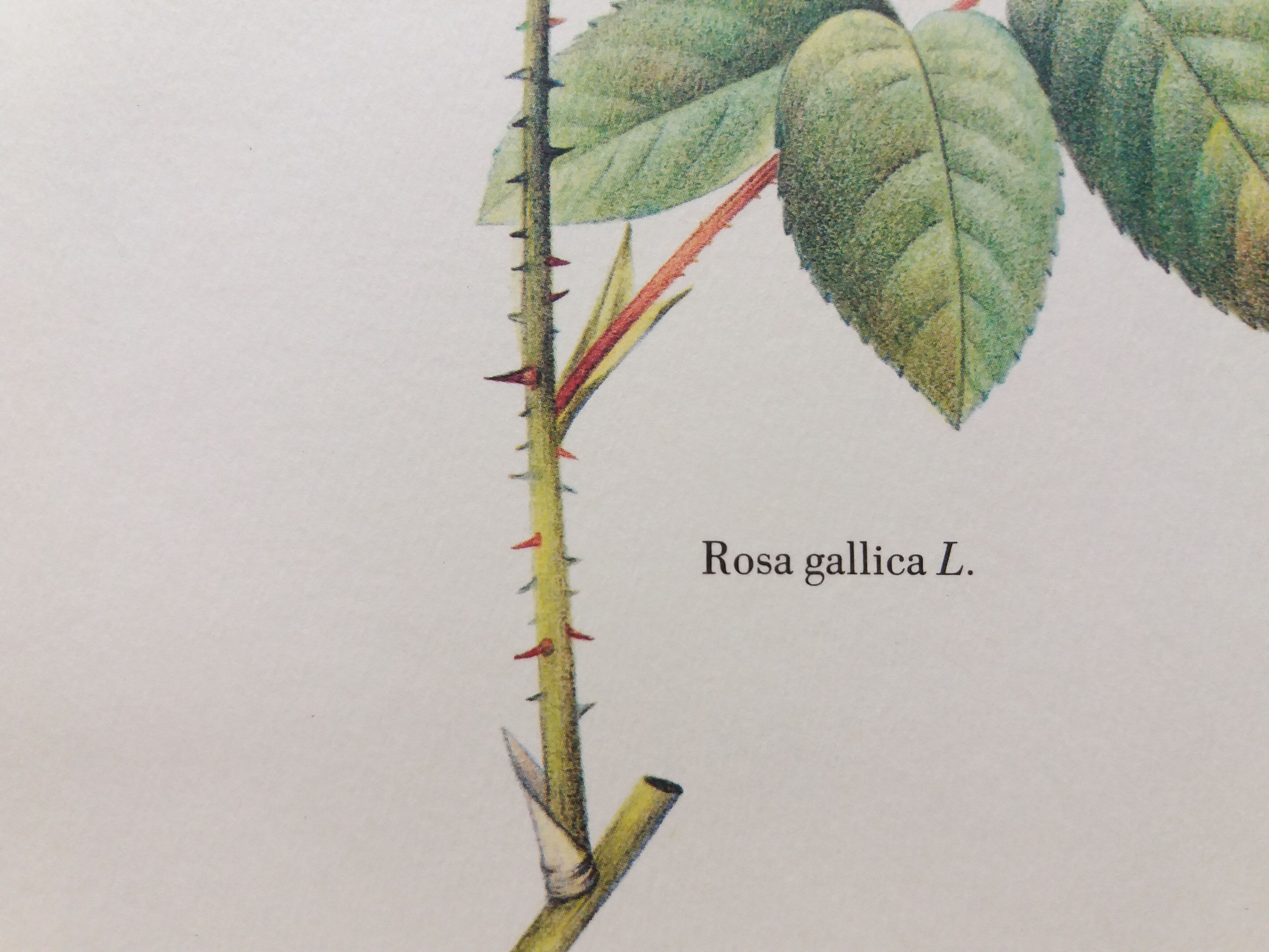 Botanical plank Rose de Provins