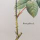 Botanical plank Rose de Provins