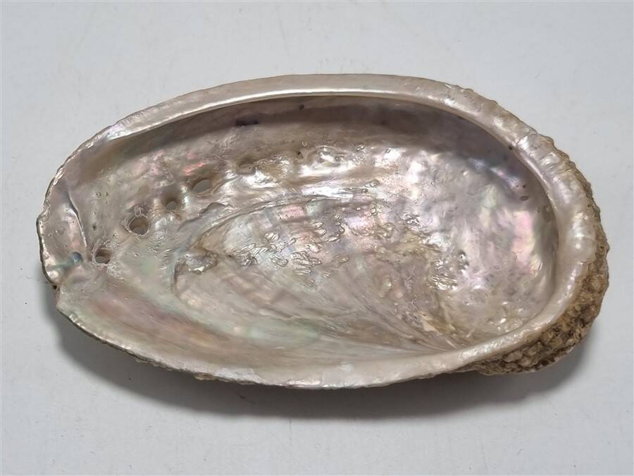 Shell-shaped catchall
