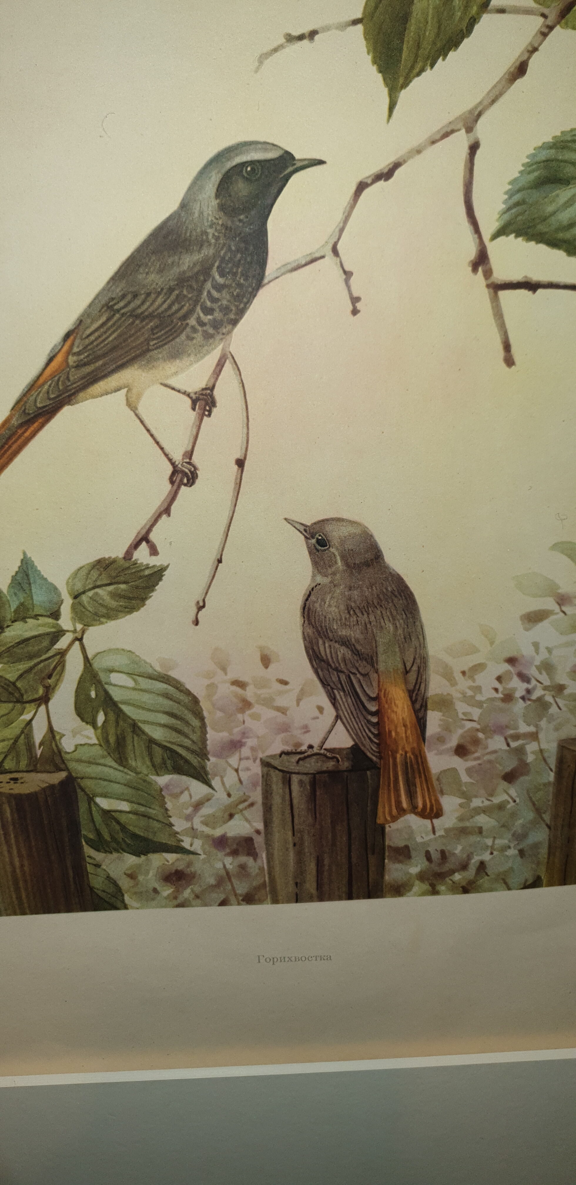 Ornithological engraving