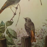Ornithological engraving