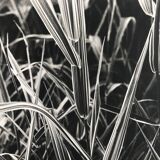 Rosine nusimovici, untitled (poacea ii), c 1980. black and white silver print