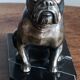 Delivered bulldogs from "Franjou"