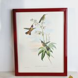 Set of 7 chromolithographs birds 50s