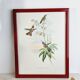 Lot de 7 chromolithographies oiseaux années 50