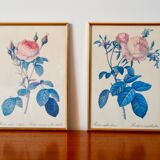 Lithograph pj redouté hundred-leaf rose bush 20th century