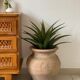 Terracotta pot