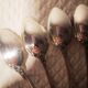 Set 11 dessert spoons in silver metal