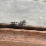 Parisian wardrobe art deco wood brut