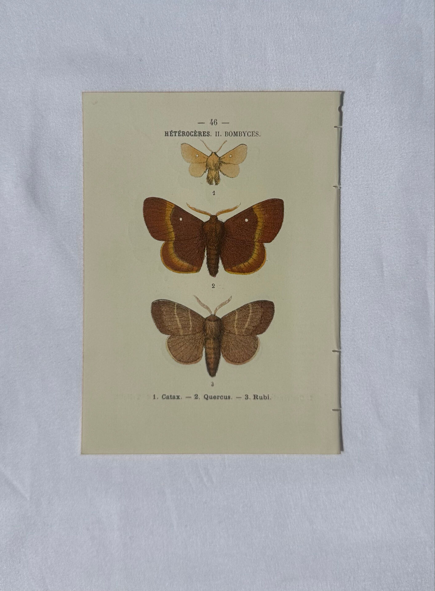 🦋 Botanical Plate Engraving of a Butterfly, 19th Century Naturalist, Front Side
