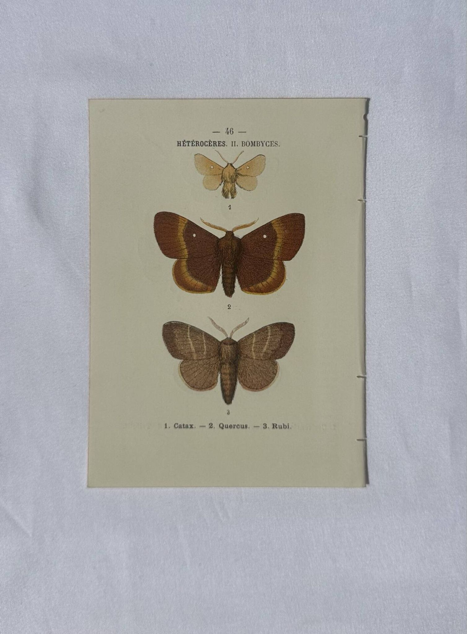 🦋 Botanical Plate Engraving of a Butterfly, 19th Century Naturalist, Front Side
