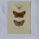 🦋 Botanical Plate Engraving of a Butterfly, 19th Century Naturalist, Front Side