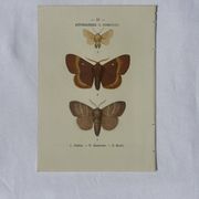 🦋 Botanical Plate Engraving of a Butterfly, 19th Century Naturalist, Front Side