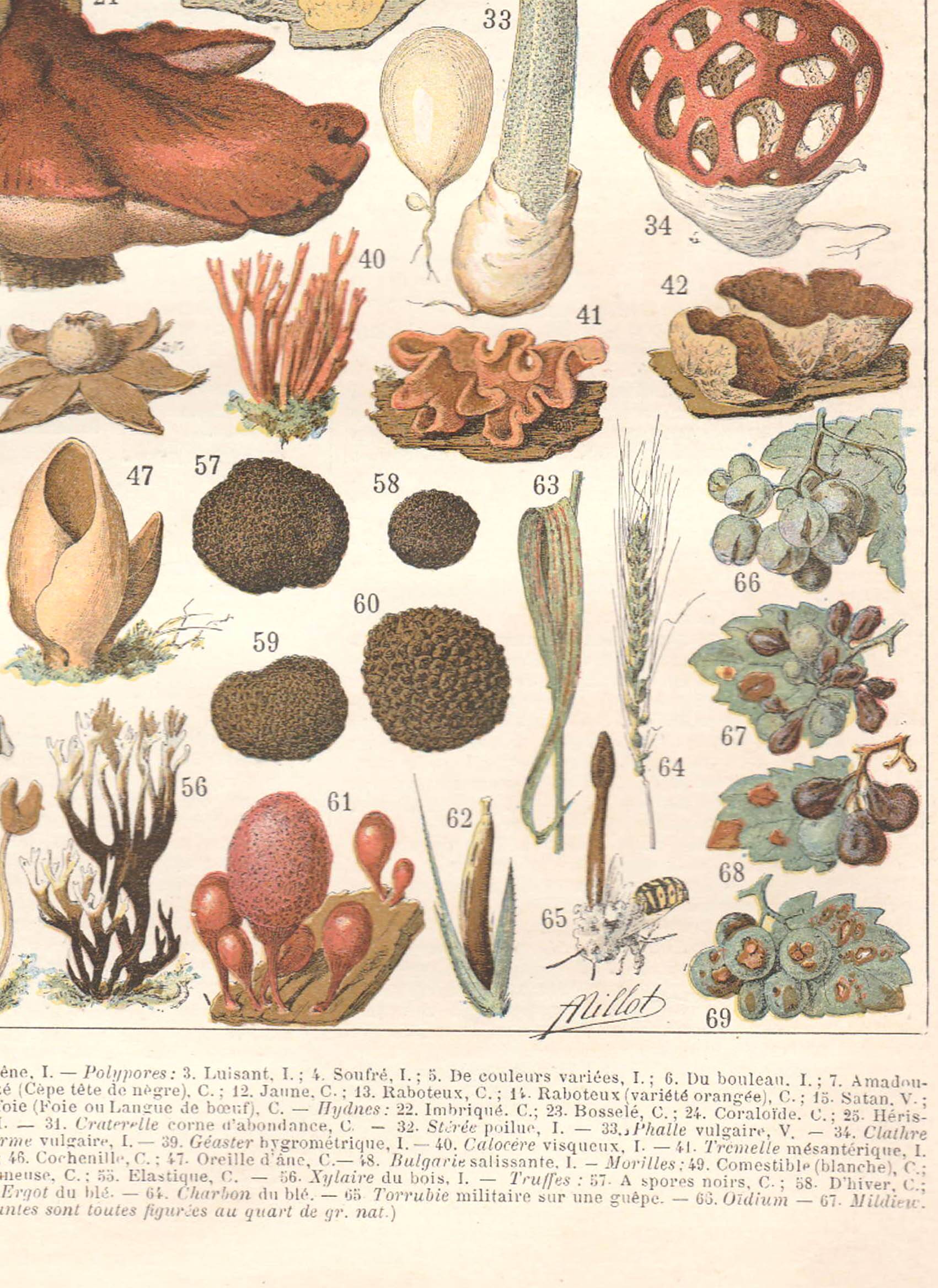 Lithograph plate mushrooms 1900