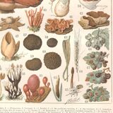 Planche lithographie champignons 1900
