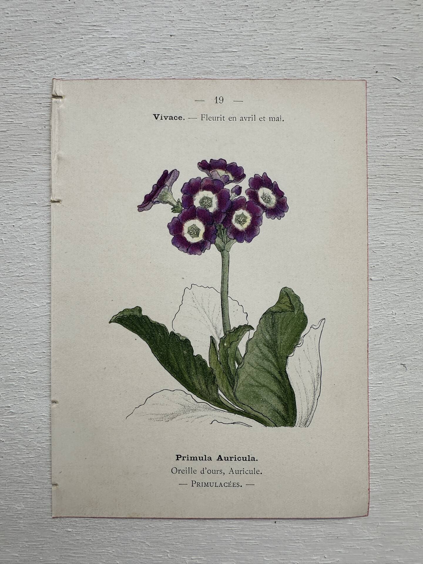 Botanical Plate 1800 Old Naturalist Engraving 19th Century Double-Sided