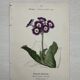 Botanical Plate 1800 Old Naturalist Engraving 19th Century Double-Sided