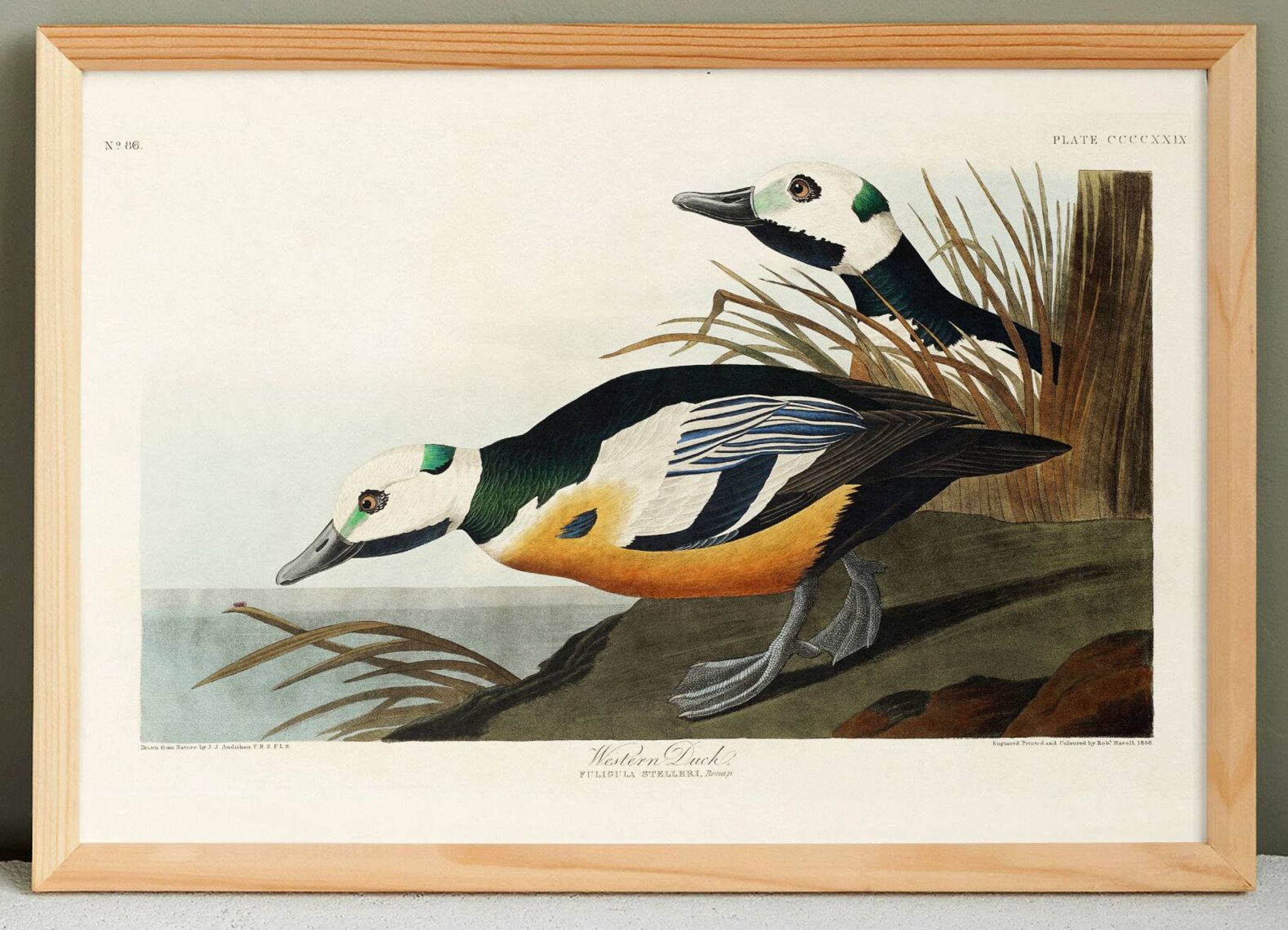 Affiche sur le Garrot d’Islande, d’après une gravure ancienne de 1827.