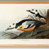 Poster about the Icelandic Goldeneye, based on an old engraving from 1827.