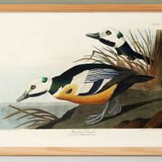 Affiche sur le Garrot d’Islande, d’après une gravure ancienne de 1827.