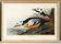 Poster about the Icelandic Goldeneye, based on an old engraving from 1827.