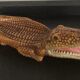 Empty vintage ceramic crocodile pocket