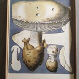 Lot de 3 planches botaniques mycologie champignon vintage
