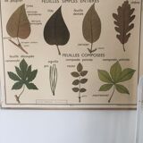 Old School Poster Rossignol No. 5 and 6