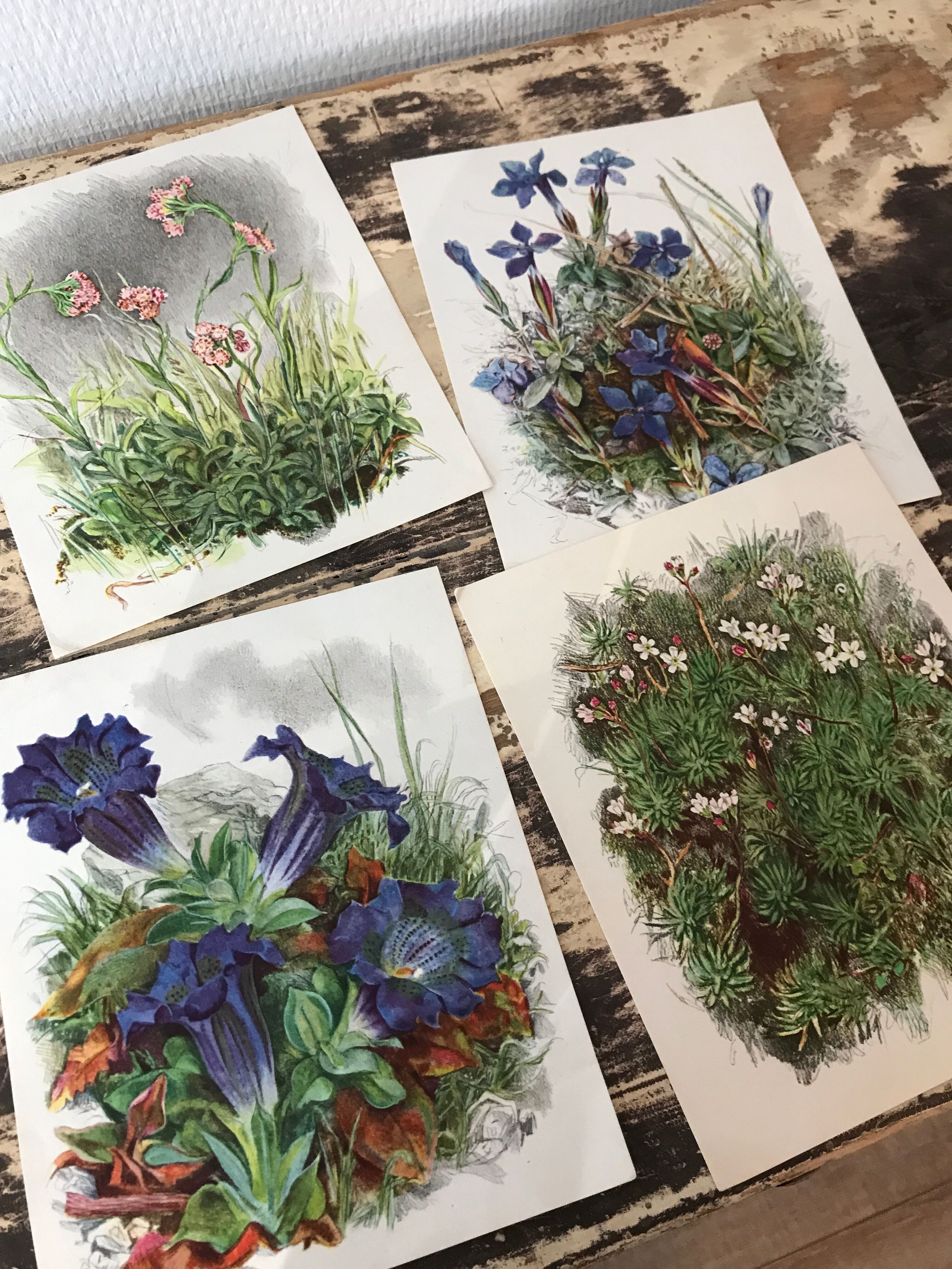 Ancient botanical illustration