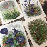 Ancient botanical illustration